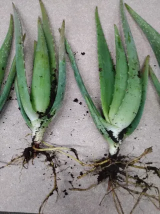 Plantas de Aloe Vera con Raíces