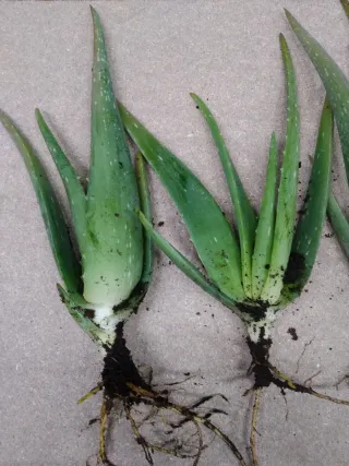 Plantas de Aloe Vera con Raíces