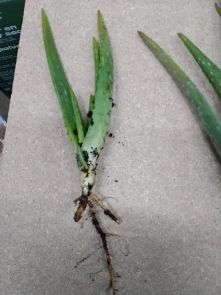 Plantas de Aloe Vera con Raíces