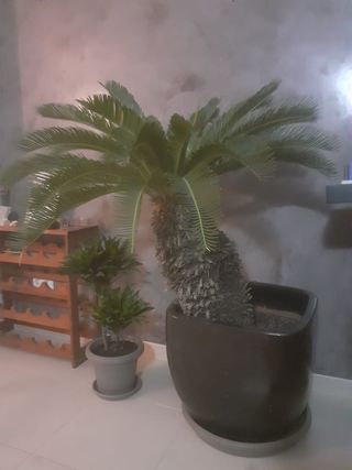 Palmera Cycas Revoluta con macetero