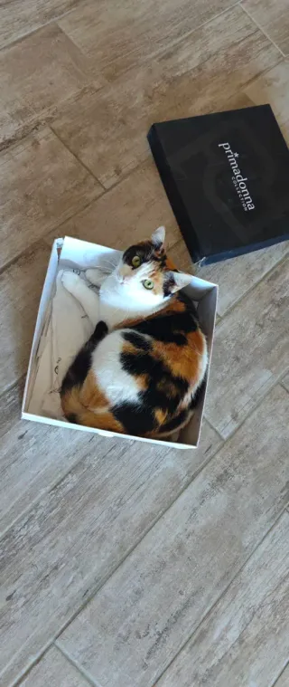 Stivali neri alti con borchie