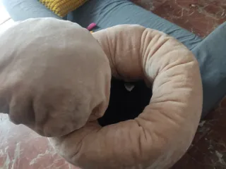 Cama para gato nueva