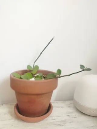 Peperomia Hope en maceta terracota