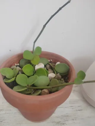 Peperomia Hope en maceta terracota