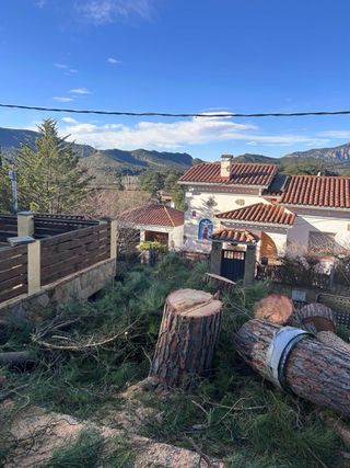 Servicios de tala y poda de árboles