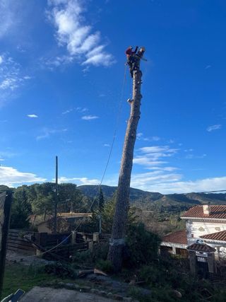 Servicios de tala y poda de árboles