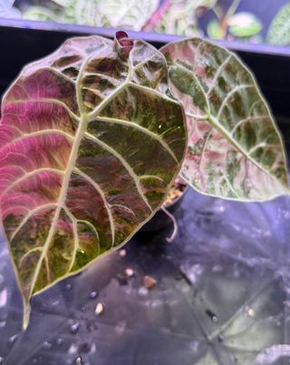 Alocasia Watsoniana Pink
