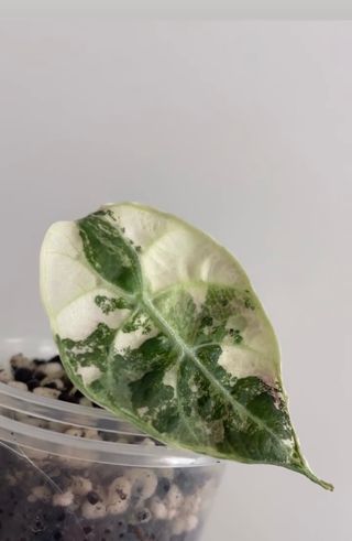 Alocasia Watsoniana Pink