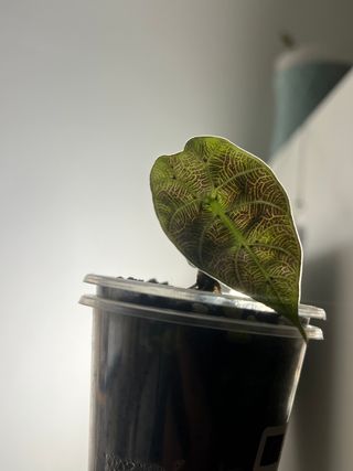 Alocasia Watsoniana Pink