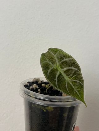 Alocasia Watsoniana Pink