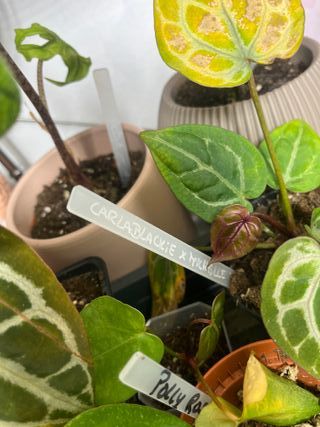 Alocasia Watsoniana Pink