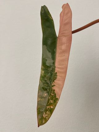 Alocasia Watsoniana Pink