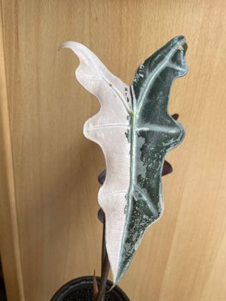 Alocasia Nobilis Pink Rosa Rizoma