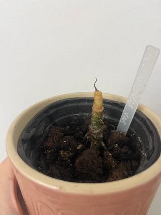 Alocasia Nobilis Pink Rosa Rizoma