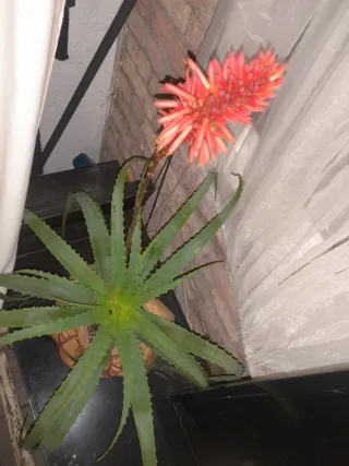 Planta Aloe Vera en Maceta Decorativa en Barcelona