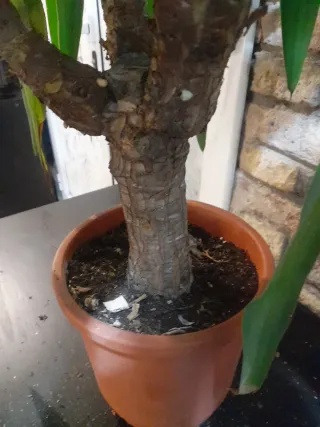 Planta de interior grande en BARCELONA