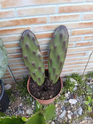 Cactus lote variados