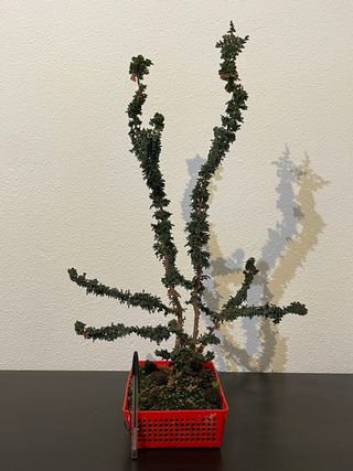 Sekka Hinoki bonsai