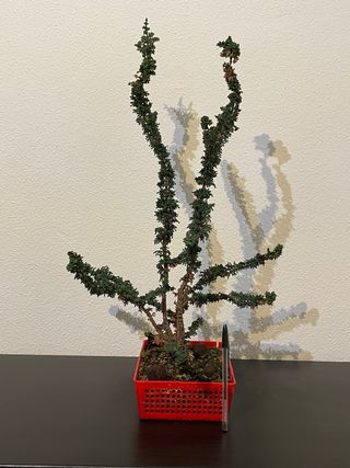 Sekka Hinoki bonsai