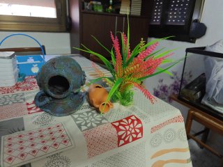 Decoración Acuario