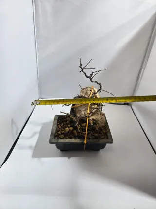 Bonsái Cotoneaster en Roca