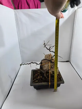 Bonsái Cotoneaster en Roca