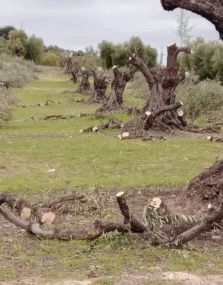 Leña para chimenea o barbacoa