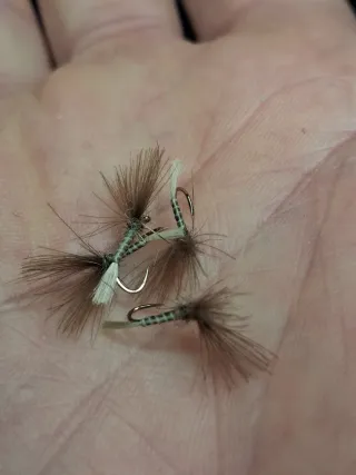 4 emergentes Bozolo 78