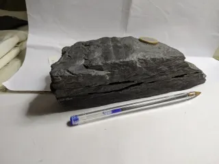 Fósil vegetal El Bierzo León Molde