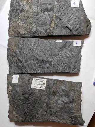 Fósil vegetal El Bierzo León Molde