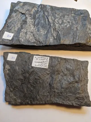 Fósil vegetal El Bierzo León Molde