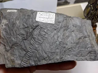 Fósil vegetal El Bierzo León Molde