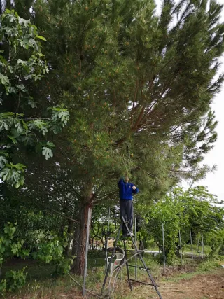 Servicios de Jardinería, Siega, Riego, Plantación