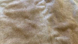 Liquidación x cierre! Alfombra piel 190x210 (D18)