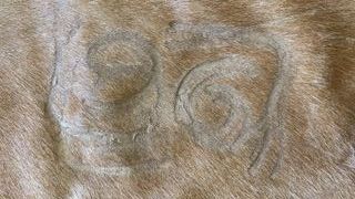 Liquidación x cierre! Alfombra piel 190x210 (D18)