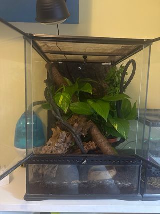 CAMBIAR TERRARIO POR UNO MAS GRANDE. BUSCO CAMBIO