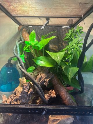 CAMBIAR TERRARIO POR UNO MAS GRANDE. BUSCO CAMBIO