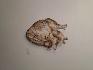 Corazón Anatómico Dibujo a Mano Único musica-caffè