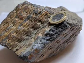 Fósil vegetal Sygillaria El Bierzo León