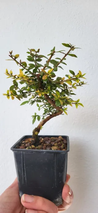 Prebonsai de Mirto