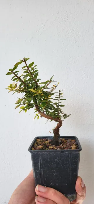 Prebonsai de Mirto