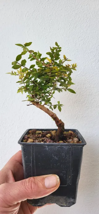 Prebonsai de Mirto