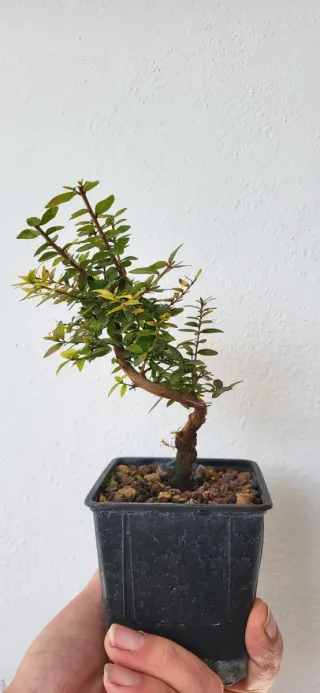 Prebonsai de Mirto