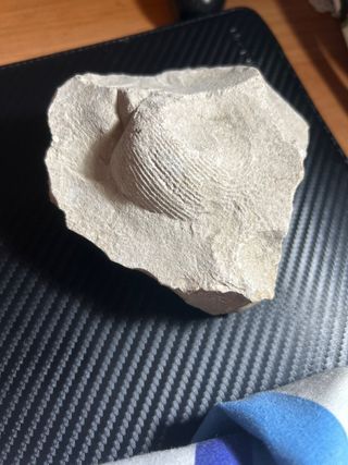 Fósil Concha Marina en Roca Natural
