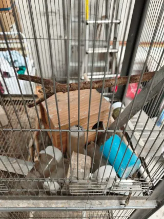 Jaula grande para pájaros con accesorios