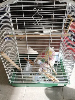 Jaula pájaro Carolina con accesorios