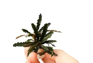 Bucephalandras plantas acuáticas