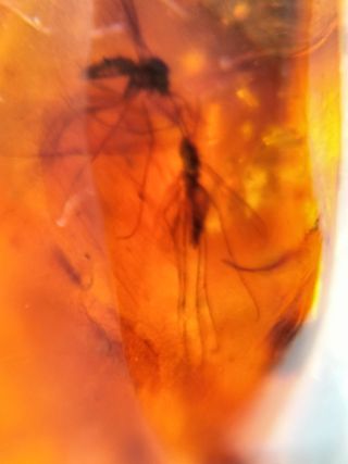 Ámbar Fósil con Insecto Cretácico