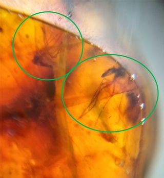 Ámbar Fósil con Insecto Cretácico