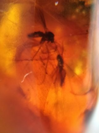 Ámbar Fósil con Insecto Cretácico